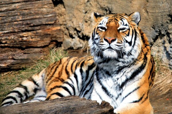 La tigre si crogiola al sole. Predatore della foresta