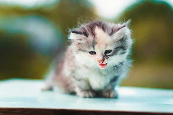 A small fluffy kitten meows