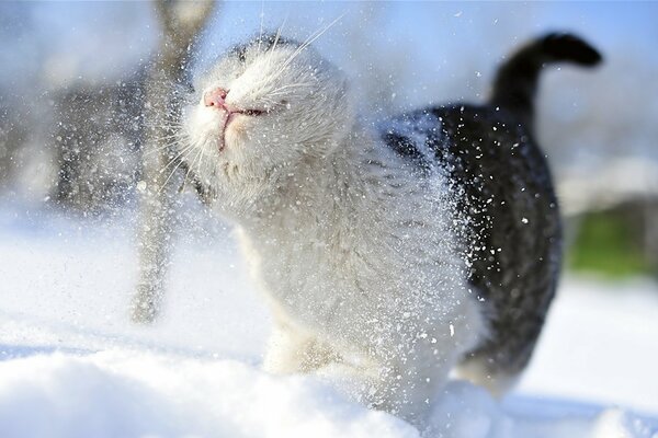 Eine flauschige Katze schüttelt den Schnee von der Wolle auf der Straße ab