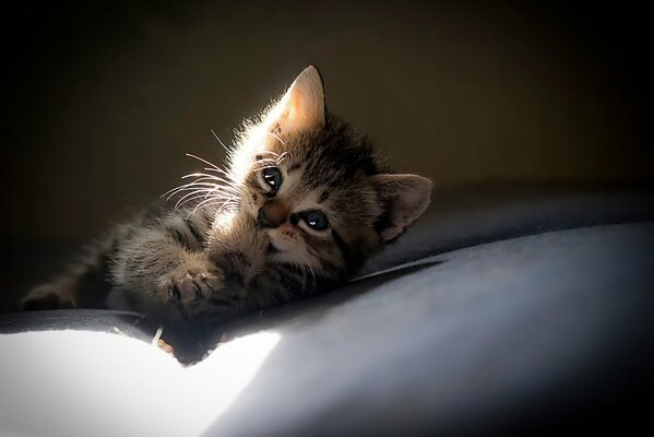 The kitten is lying on the gray in the sunlight