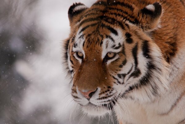 Guapo tigre en la nieve