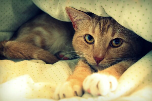 Рыжий кот в отдыхает под одеялом