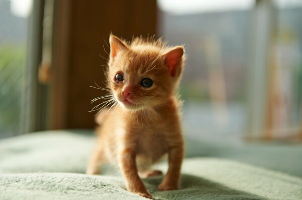 Piccolo gattino rosso su una coperta morbida