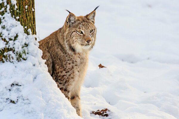 Lynx near a tree in winter in the snow