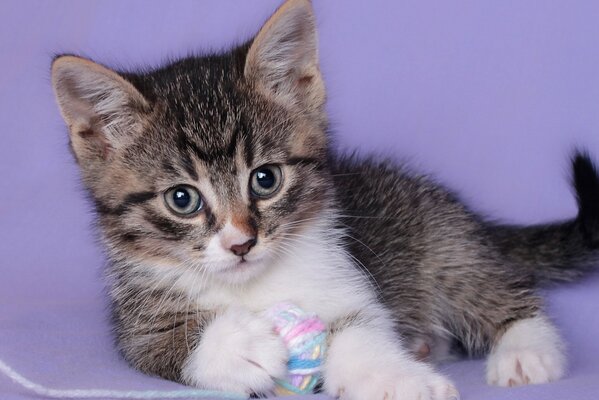 The kitten holds a ball in its paws