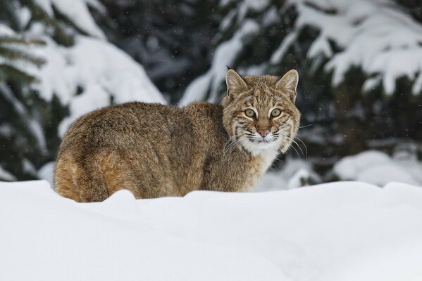 Foto eines Luchses in einer Schneewehe