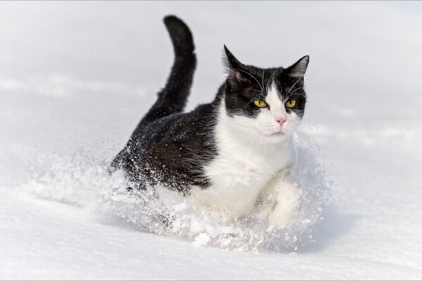 Schwarze weiße Katze, die im Schnee spazieren geht