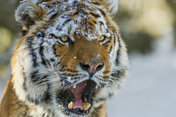 Amur tiger with a snout in the snow