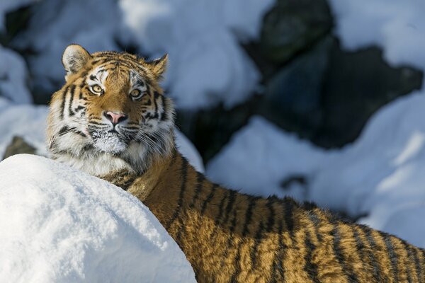 Schnauze des Amur-Tigers bei einem Spaziergang im Schnee