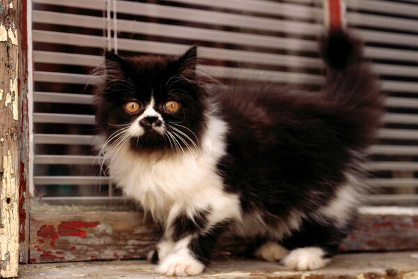 El gato blanco y negro es muy peludo