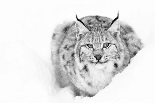 Black and white picture of a lynx sitting in a snowdrift