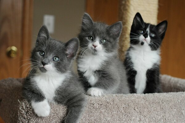 Three cats are sitting and looking with interest somewhere