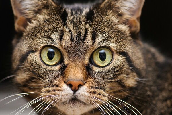 Eine Katze mit überraschten runden Augen