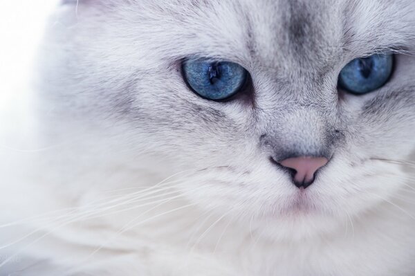 Weiße flauschige Katze mit blauen Augen