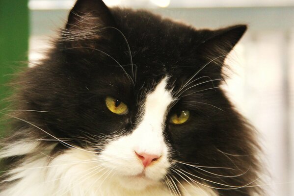 Schwarze und weiße Katze mit einem verachtenden Blick