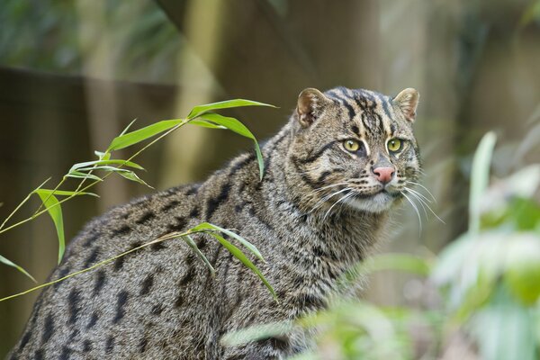 Portrait de pêcheur de chat dans la forêt