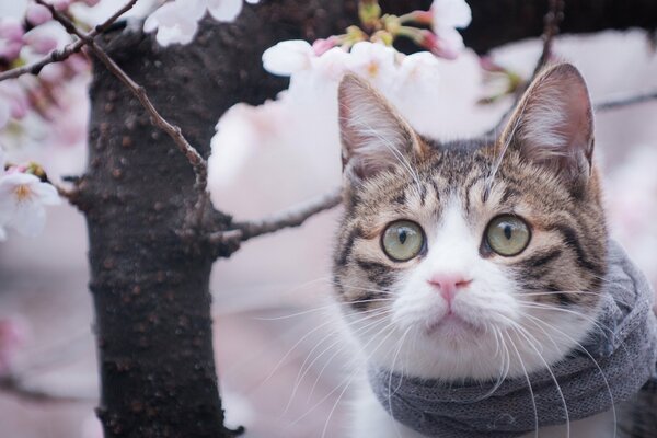 Mirada de gato de primavera hocico