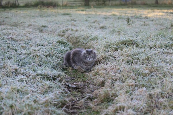 Chat assis sur le givre