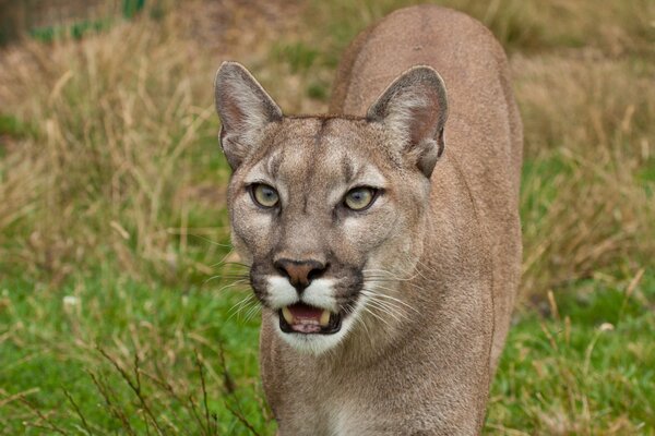 Mountain lion on the background of traava