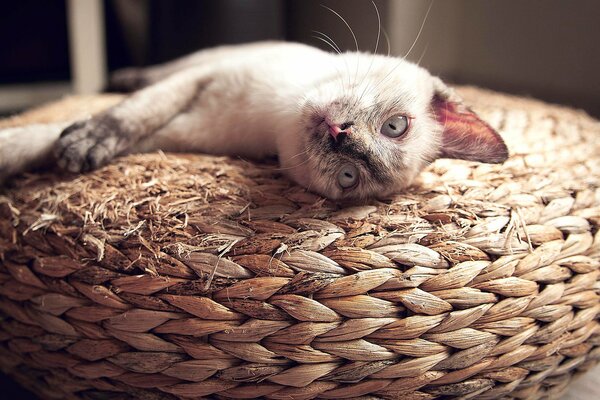 Chat blanc se trouve sur le panier