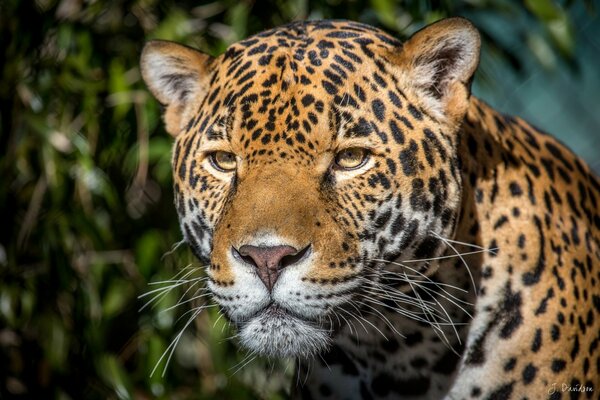 Jaguars räuberischer Blick in die Ferne