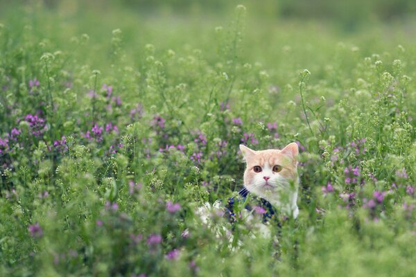 A red cat in a clearing with flowers
