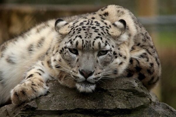 A beautiful snow leopard is resting