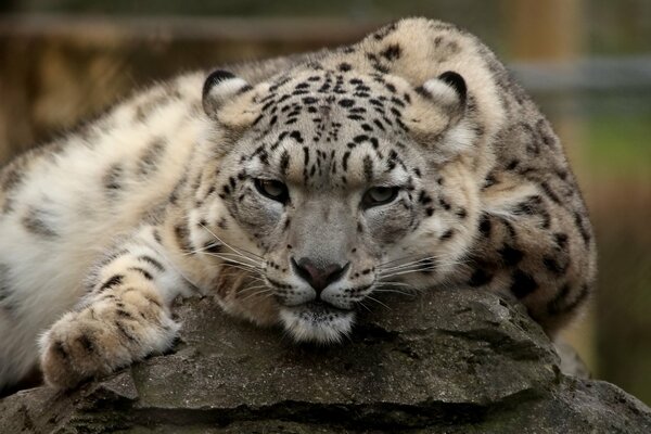 Hermoso leopardo de las Nieves descansa