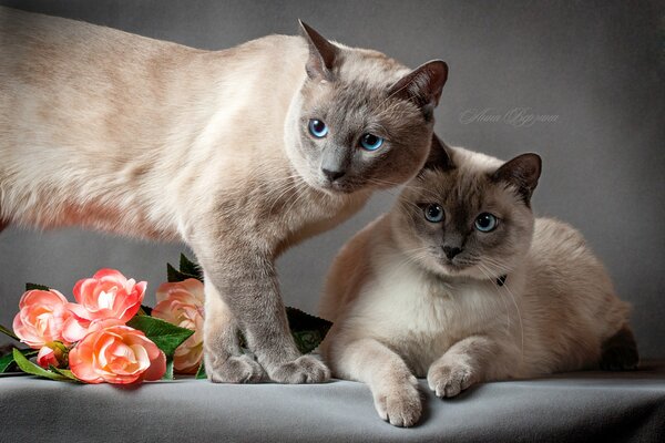 Thailändische Katze mit Katze und Blumen auf grauem Hintergrund