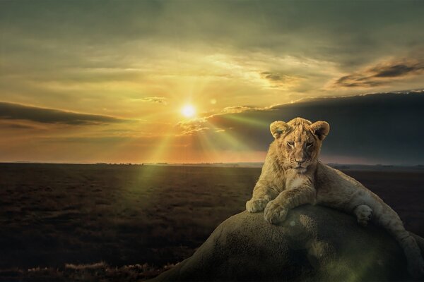 A lion sits on a rock at sunset