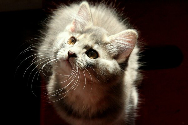 Peloso gatto grigio guarda in alto