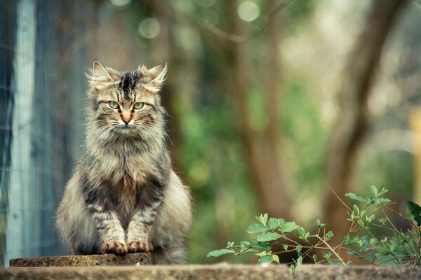 Gato peludo sentado en el fondo de la naturaleza