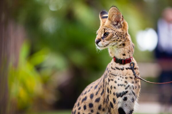 Junger serval an der Leine auf der Straße