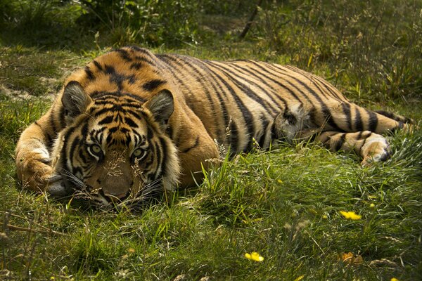 The tiger lies among the grass