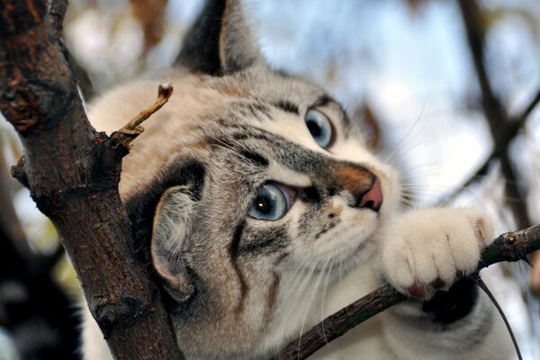 Beau chat aux yeux bleus