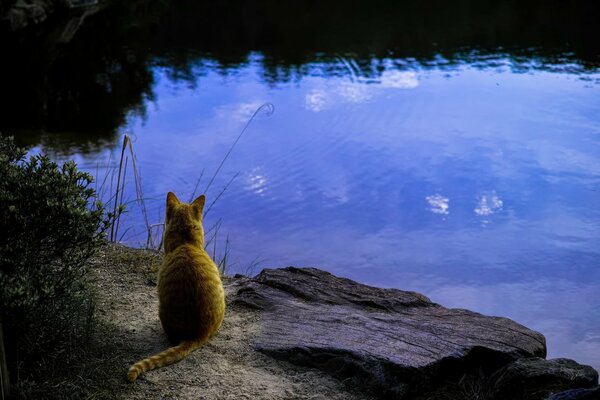 A red-haired cat looks at the water in the evening