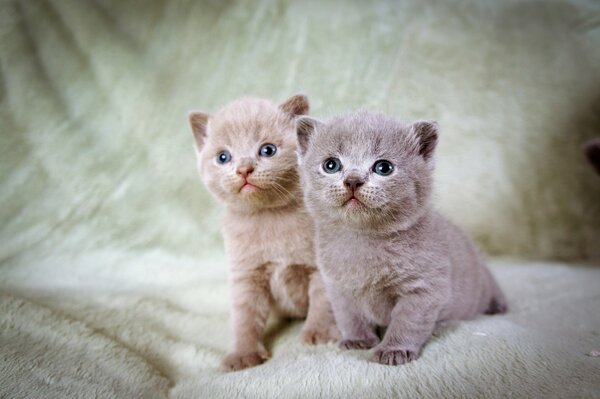 Dos pequeños gatitos peludos sentados