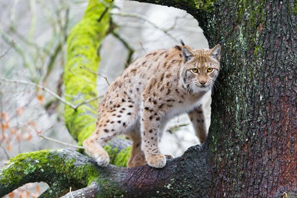 Jaguar en la rama de un árbol en el musgo