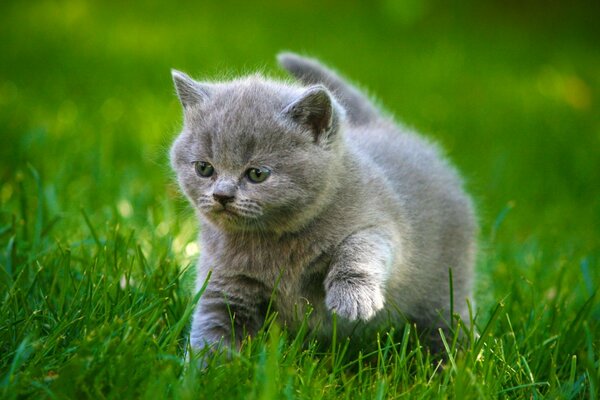 Smoky kitten walks on the grass