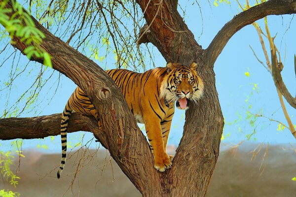 Sumatra-Tiger auf einem Baum