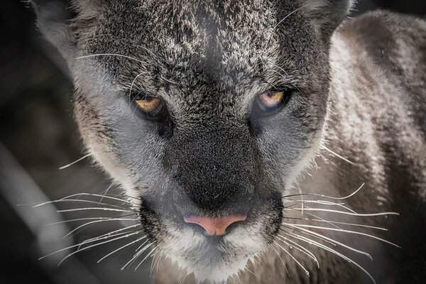 The predatory gaze of the handsome cahuar