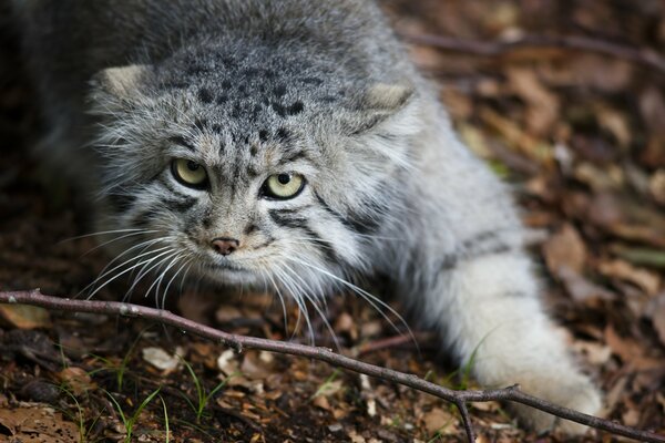 Raubkatze manul in Blättern