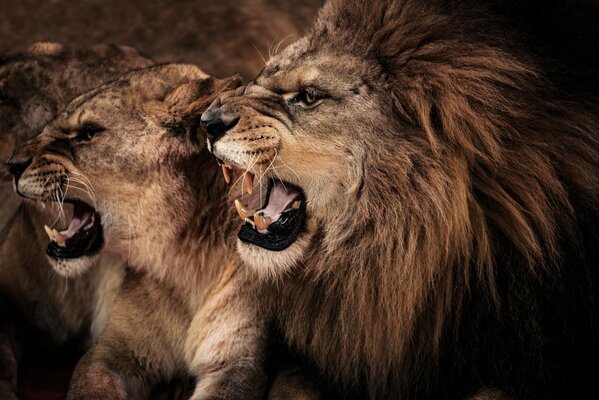 Lion avec lionne photo avec crocs