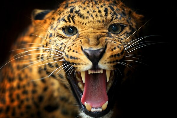 Sonrisa de leopardo sobre fondo negro