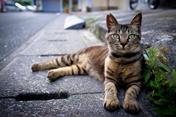 A striped cat is lying on the asphalt