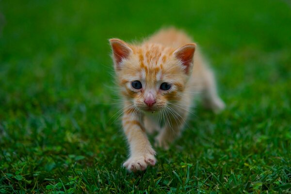 Chaton roux sur l herbe verte