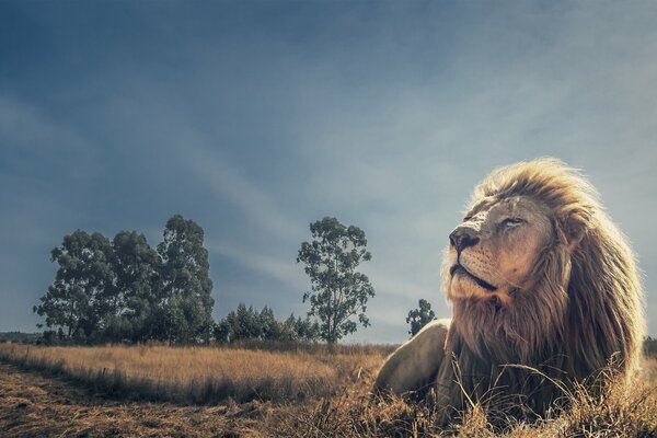 León tomando el sol tumbado en el Suelo