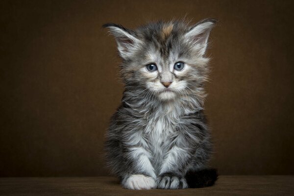 A gray sad kitten is sitting