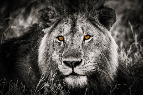 Black and white photo of a lion with orange eyes