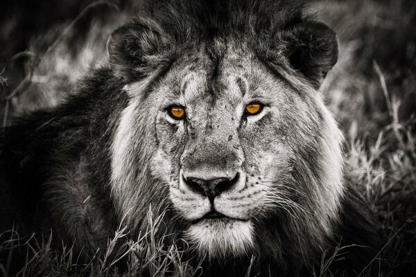 Foto en blanco y negro de un León con ojos anaranjados